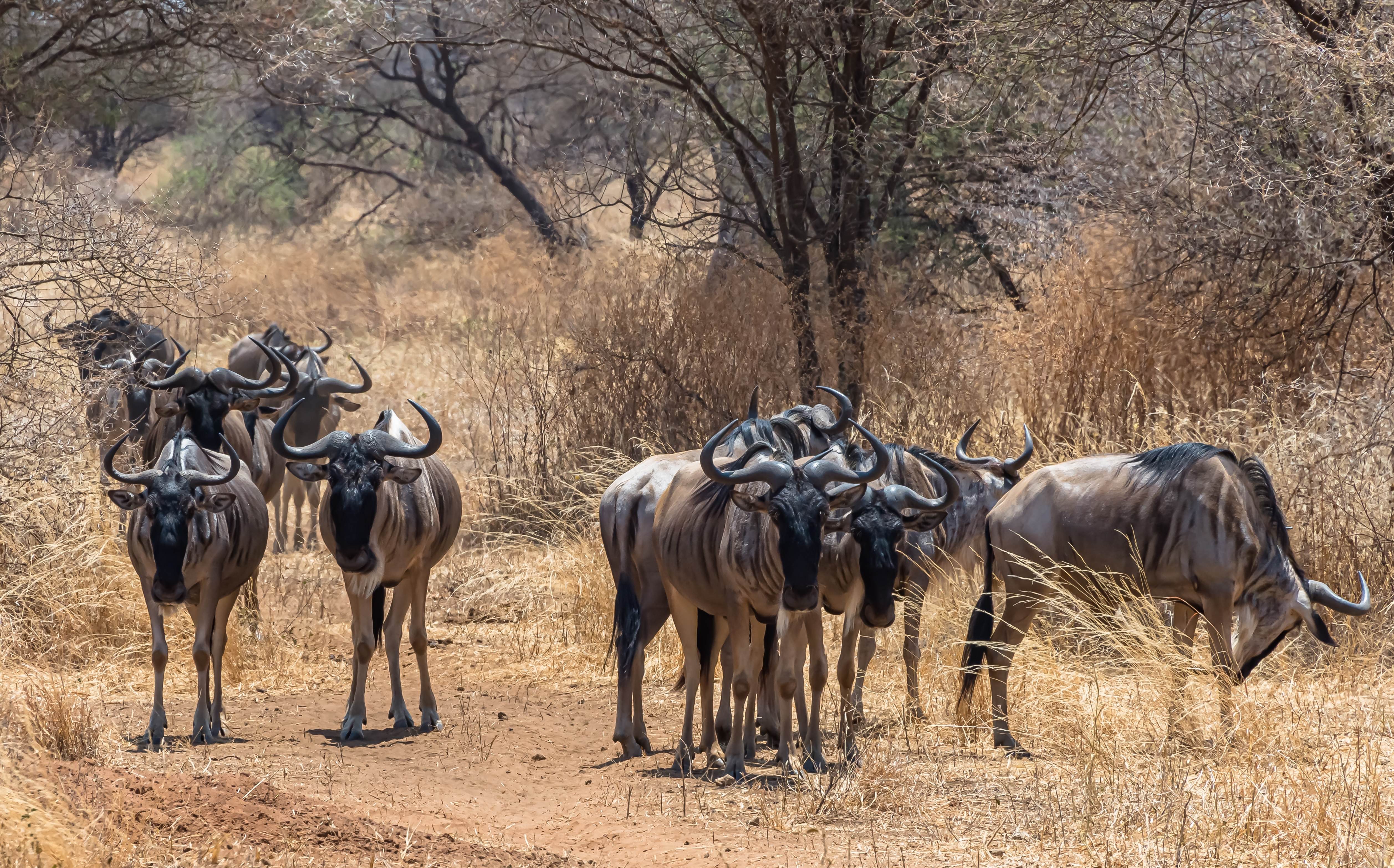 Wildebeest in Tanzania