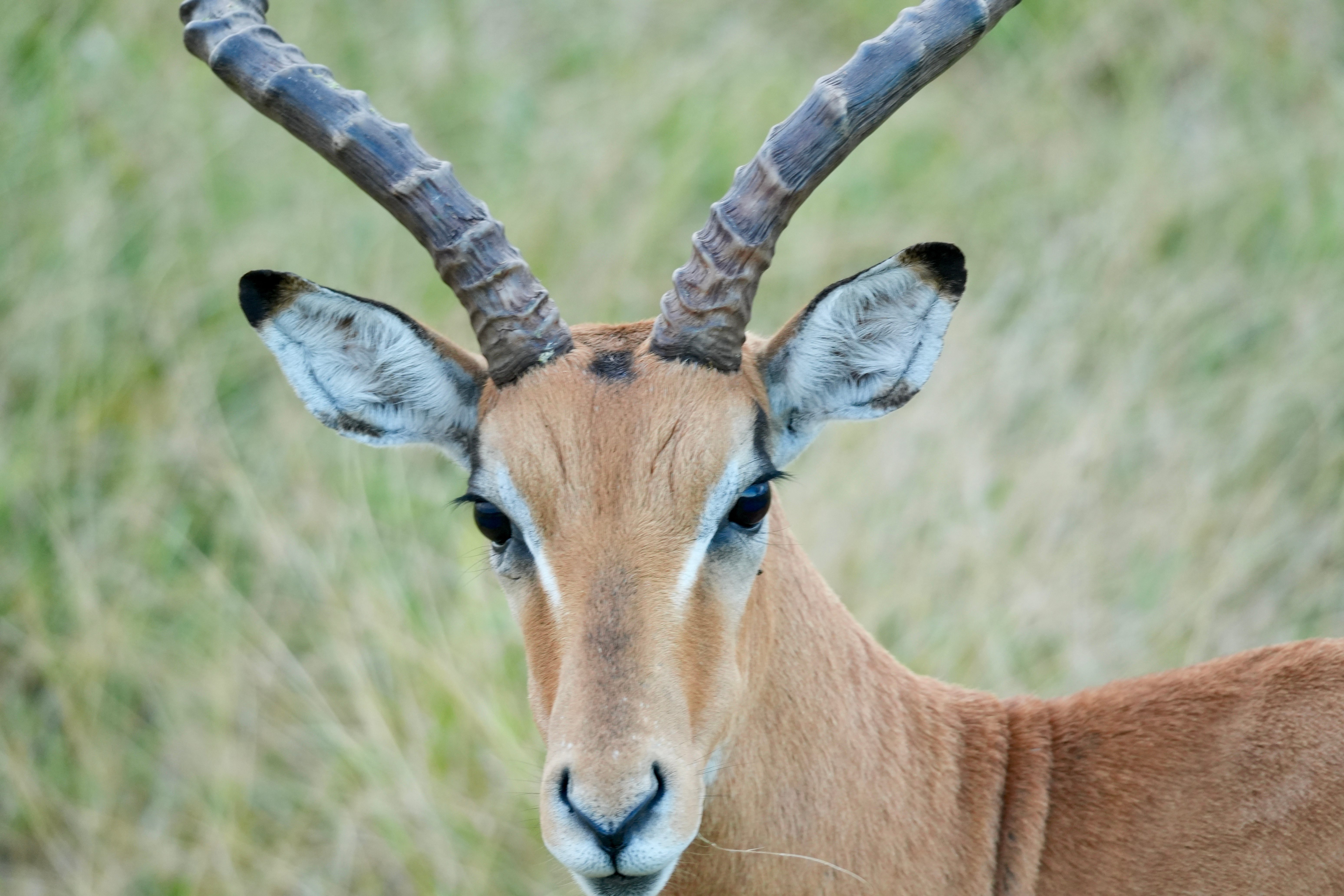 African Antelope in Tanzania