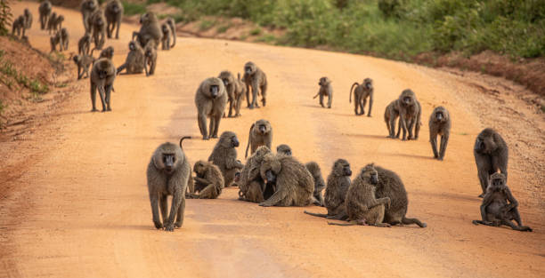 Lake Manyara Baboons