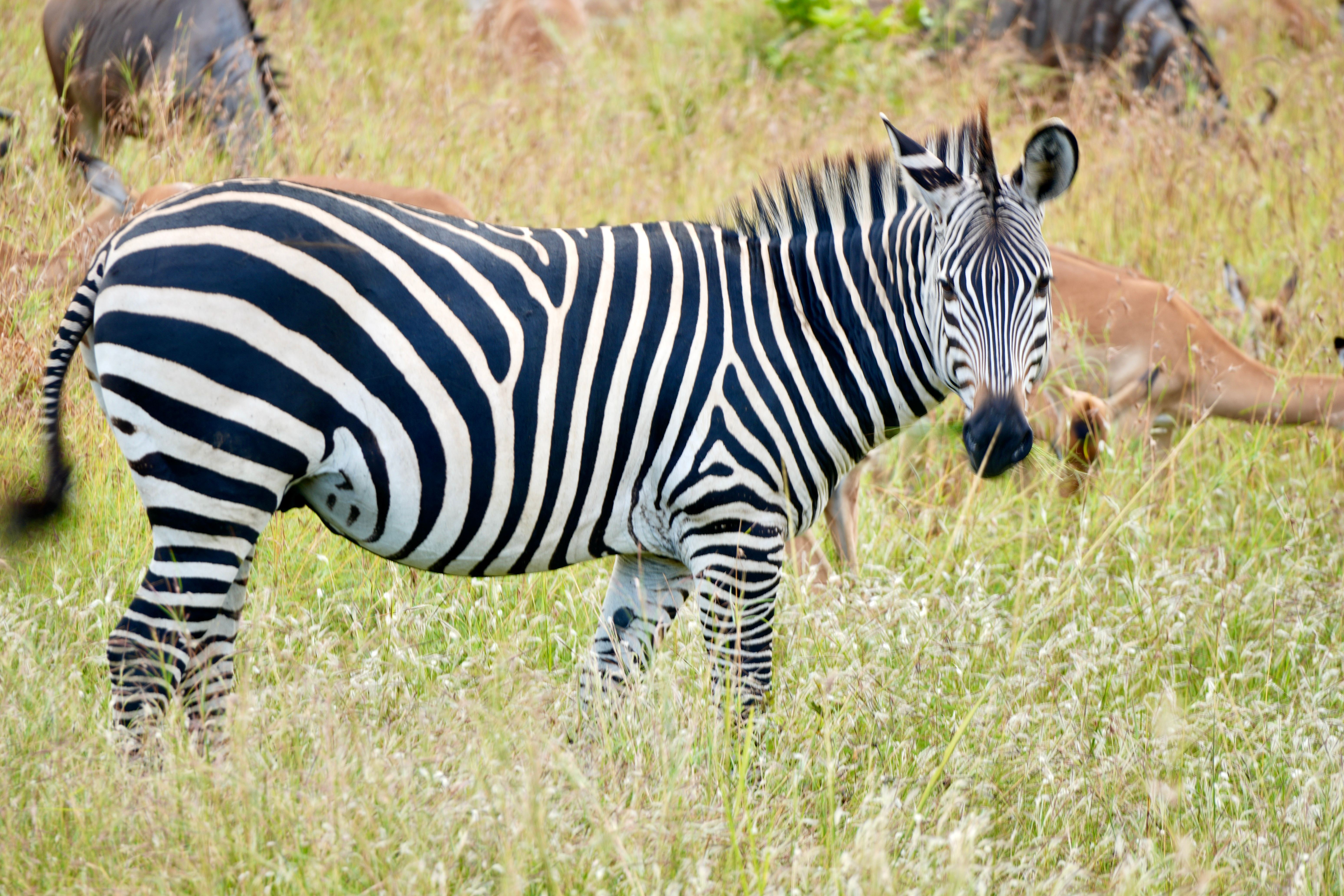 Mikumi National Park