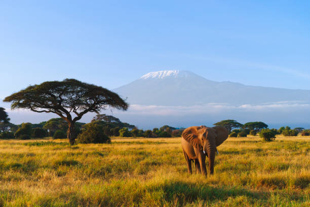Kilimanjaro Trekking