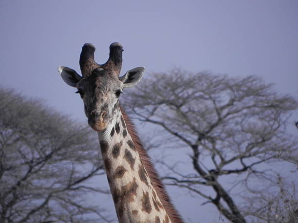 7 Days Coastal & Mountain Adventure: Bagamoyo to Usambara