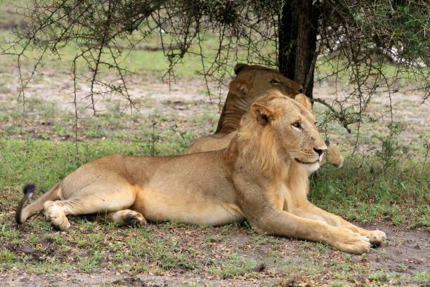 4 Day Isimila Stone Age Site with Mikumi and Udzungwa National Park