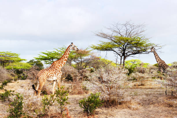 3 Day Wildlife Photography Safari at Mikumi National Park