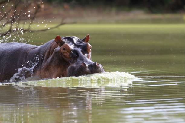 3 Day Mikumi & Udzungwa Mountains