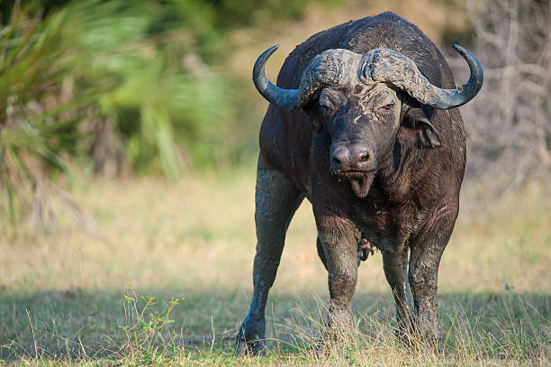 3 Day Discover the Wildlife of Nyerere National Park & Boat Safari