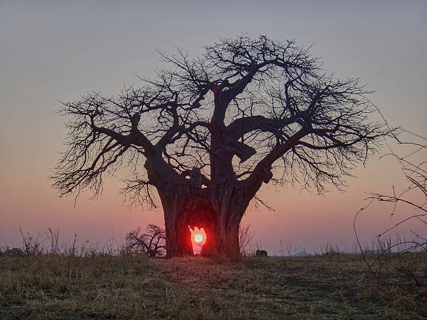 6 Days Wonderful Expedition in Southern Tanzania