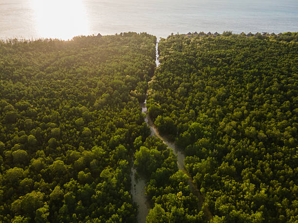 Conservation Projects